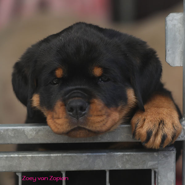 Z-nest week 8 pupfoto 8k