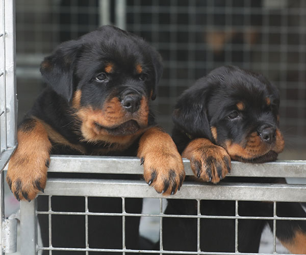 Z-nest week 8 pupfoto 8t