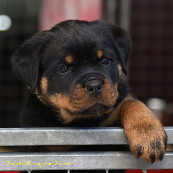 Z-nest week 8 pupfoto 8u