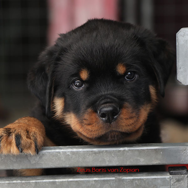 Z-nest week 8 pupfoto 8w