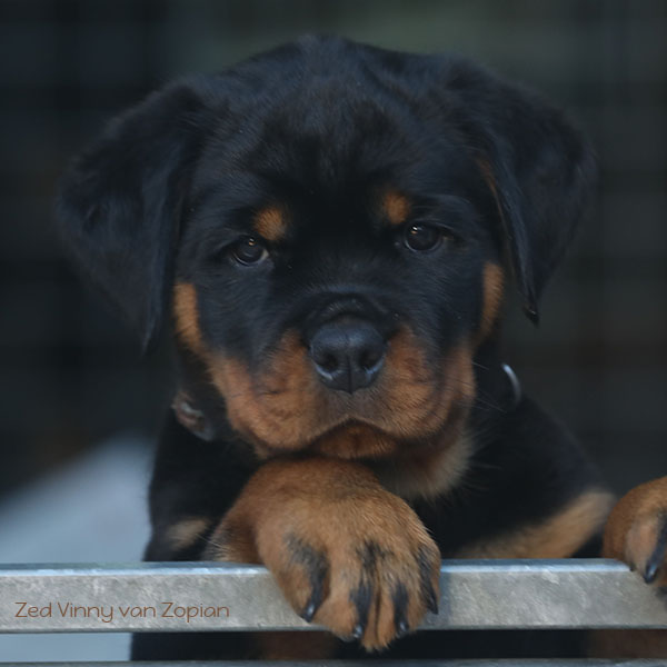 Z-nest week 8 pupfoto 8y